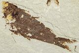Two Detailed Fossil Fish (Knightia) - Wyoming #234209-2